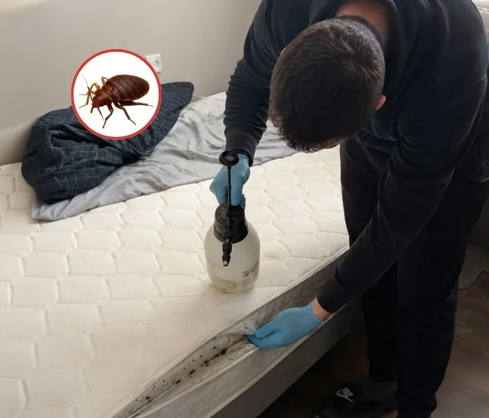 Technicien traitant un matelas contre les punaises de lit à Saint-Brice-sous-Forêt